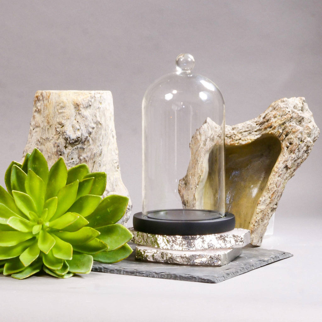 Clear Glass Cloches with Black Wood Case